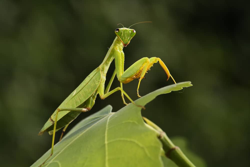 what does it mean when you see a praying mantis