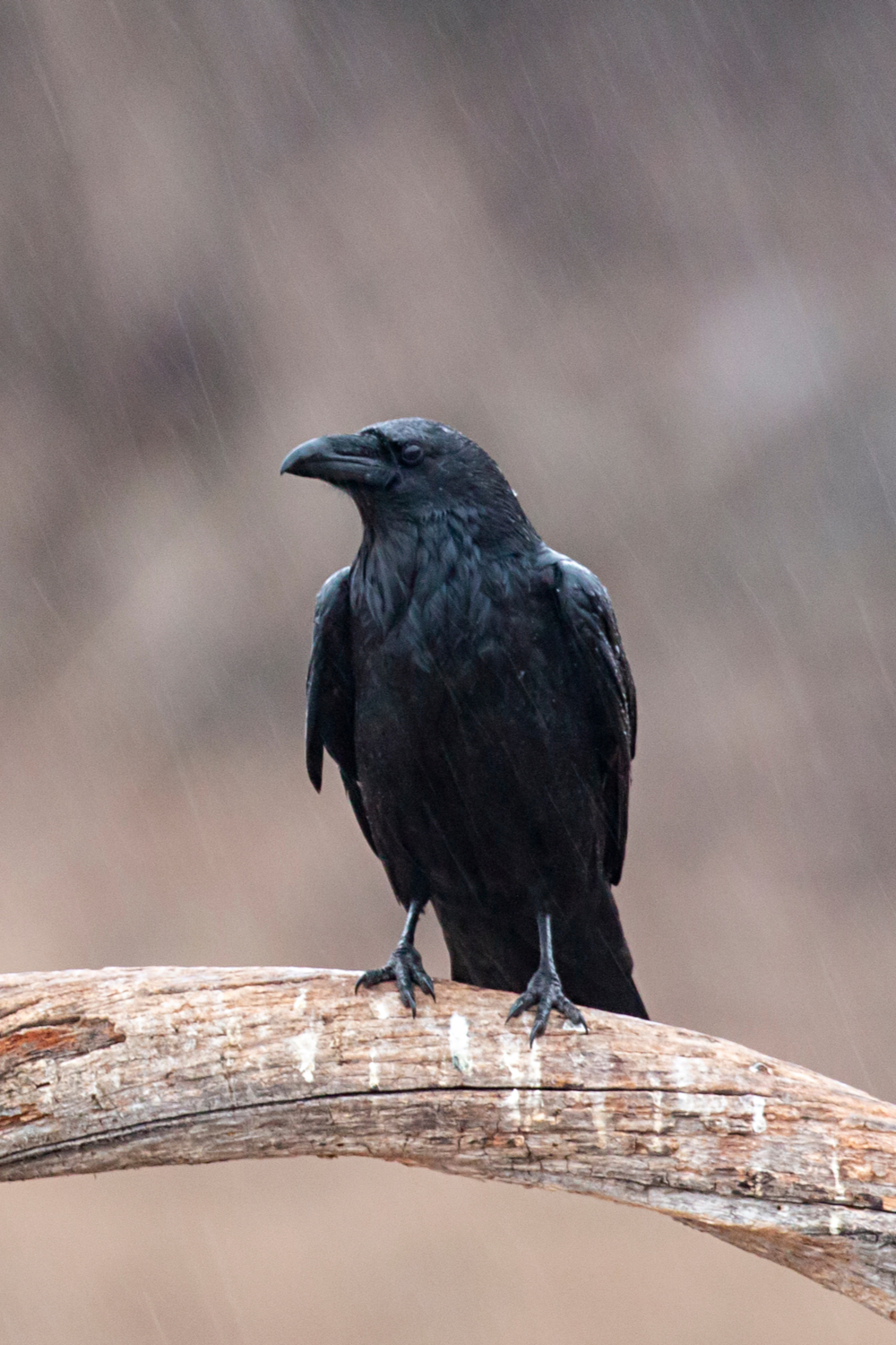 what does it mean when you see a raven