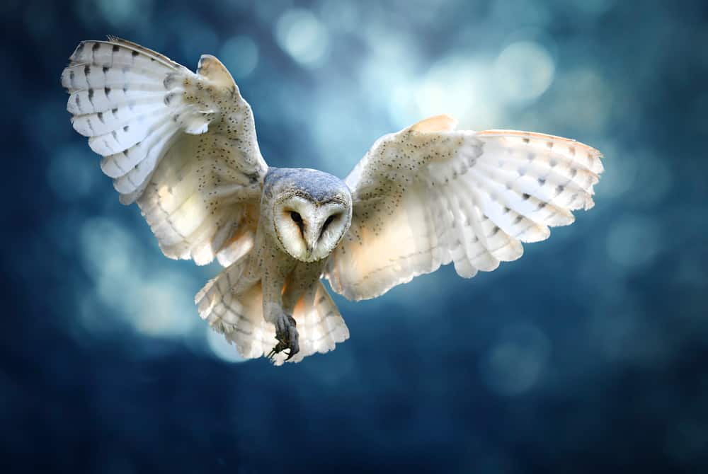 white owl symbolism