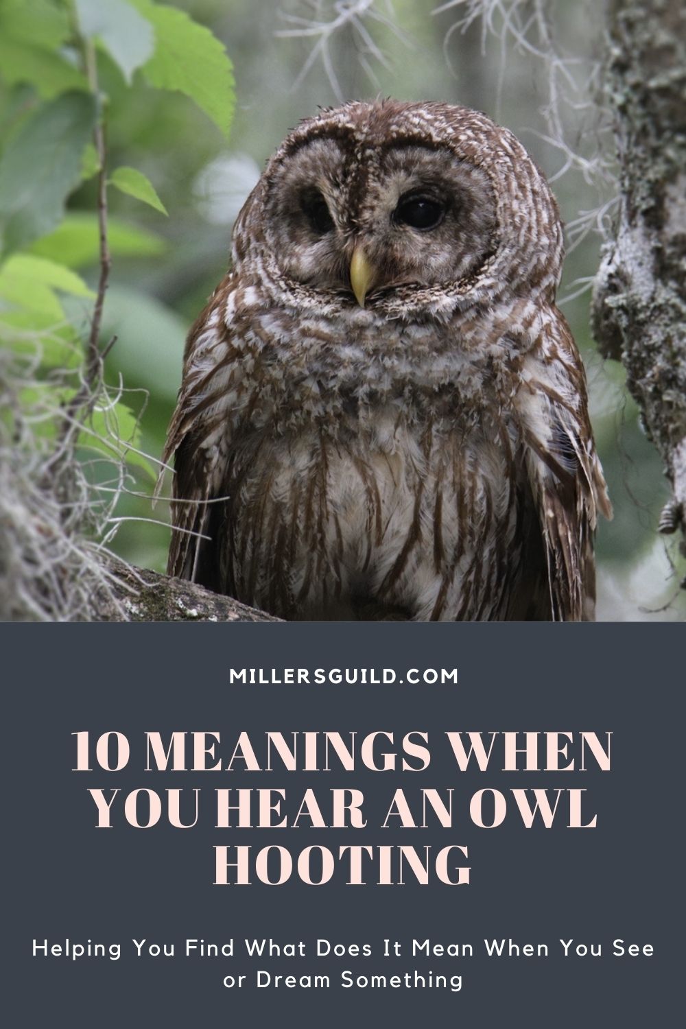 10 Meanings When You Hear an Owl Hooting 1