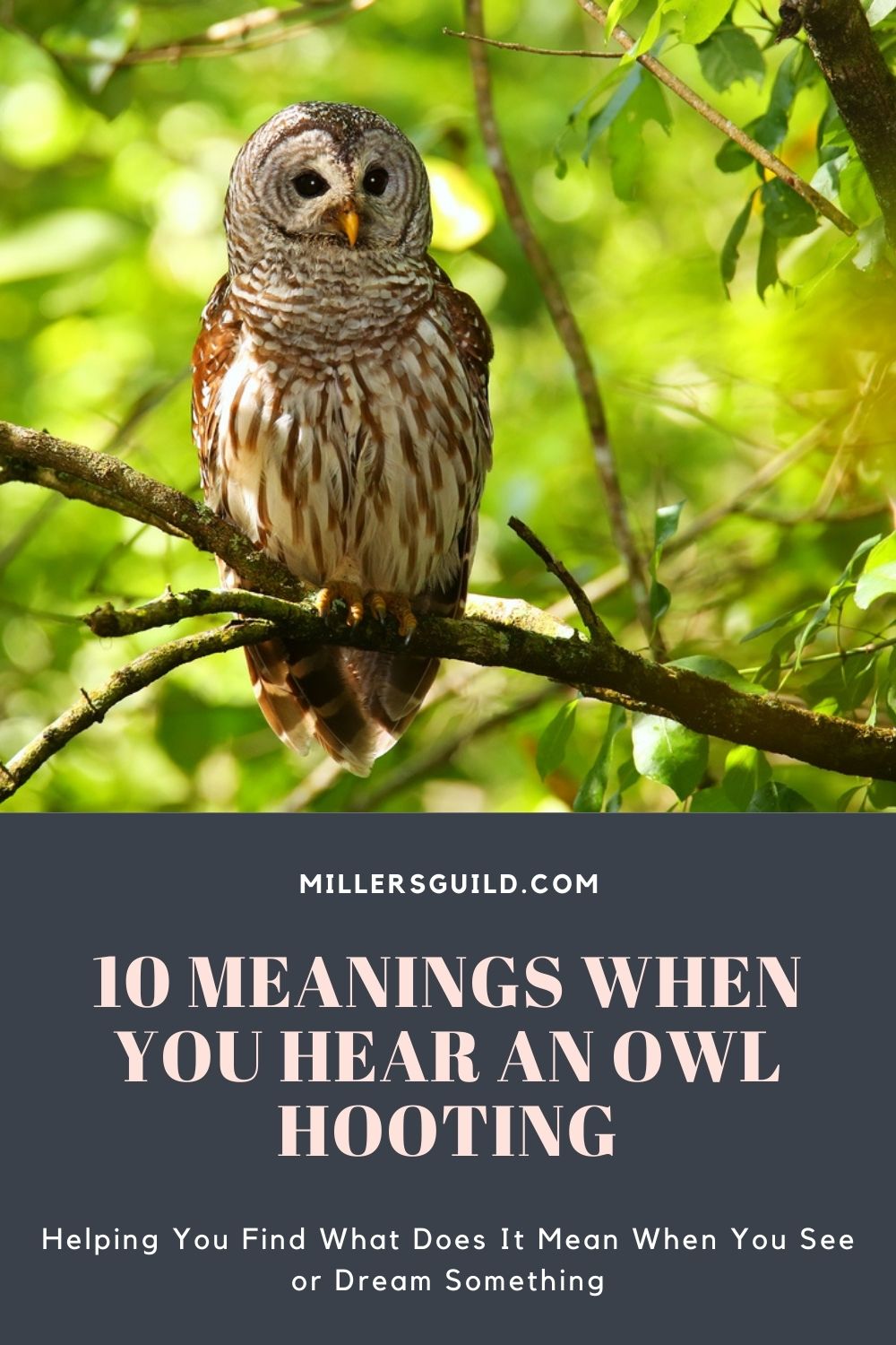 10 Meanings When You Hear an Owl Hooting 2