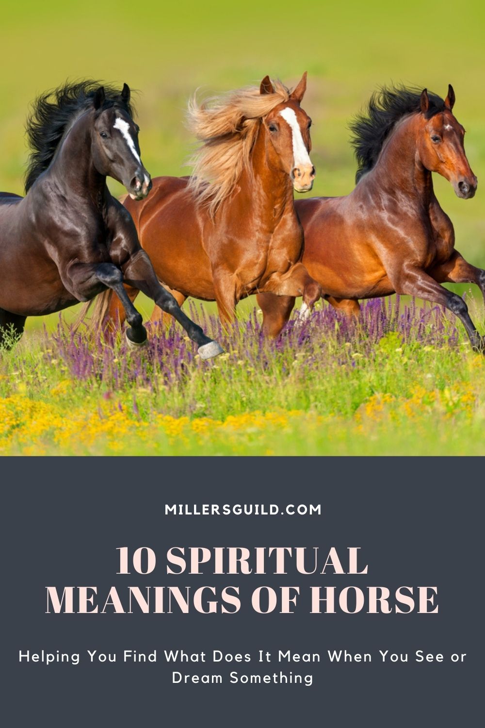 10 Spiritual Meanings of Horse 1