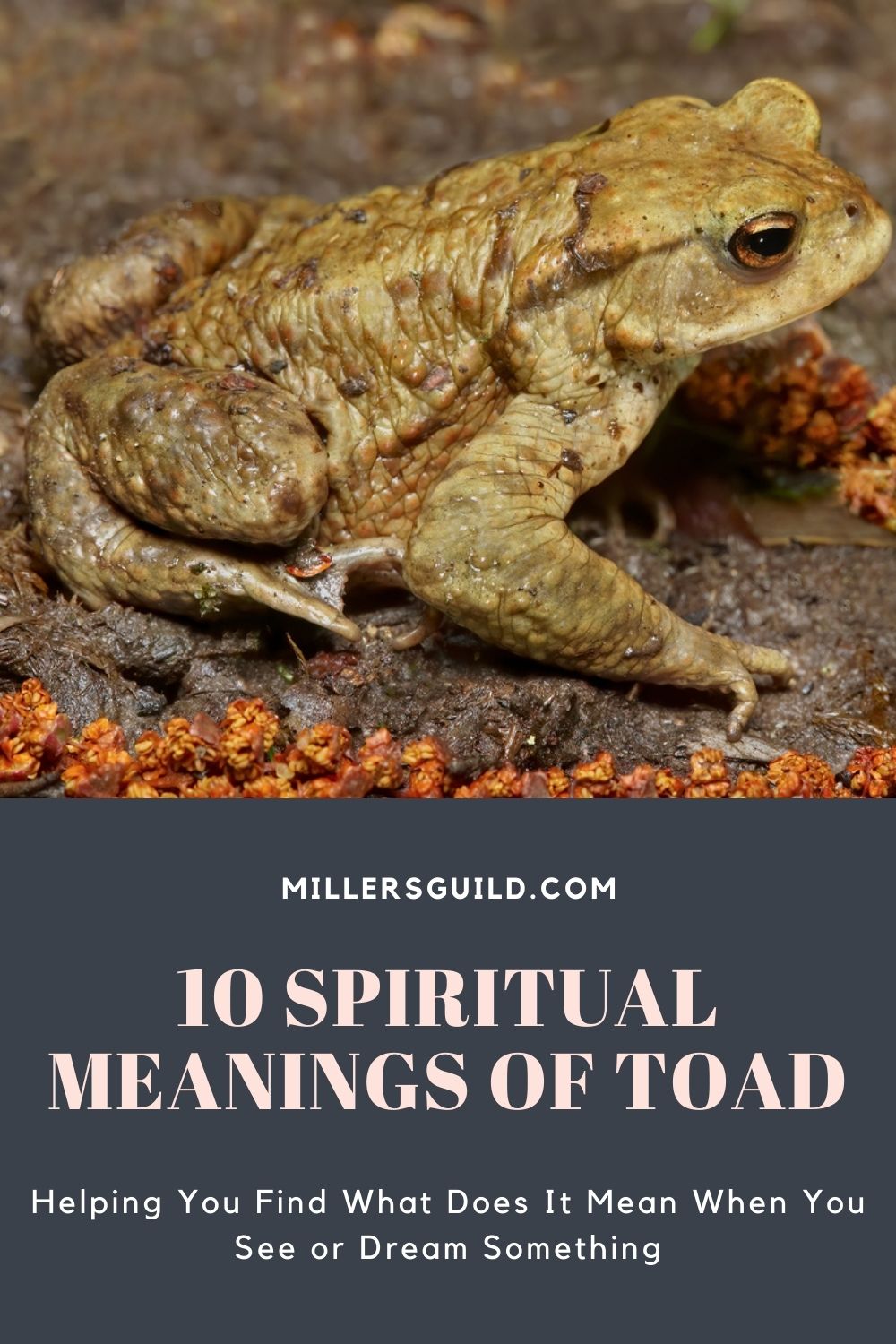10 Spiritual Meanings of Toad 1
