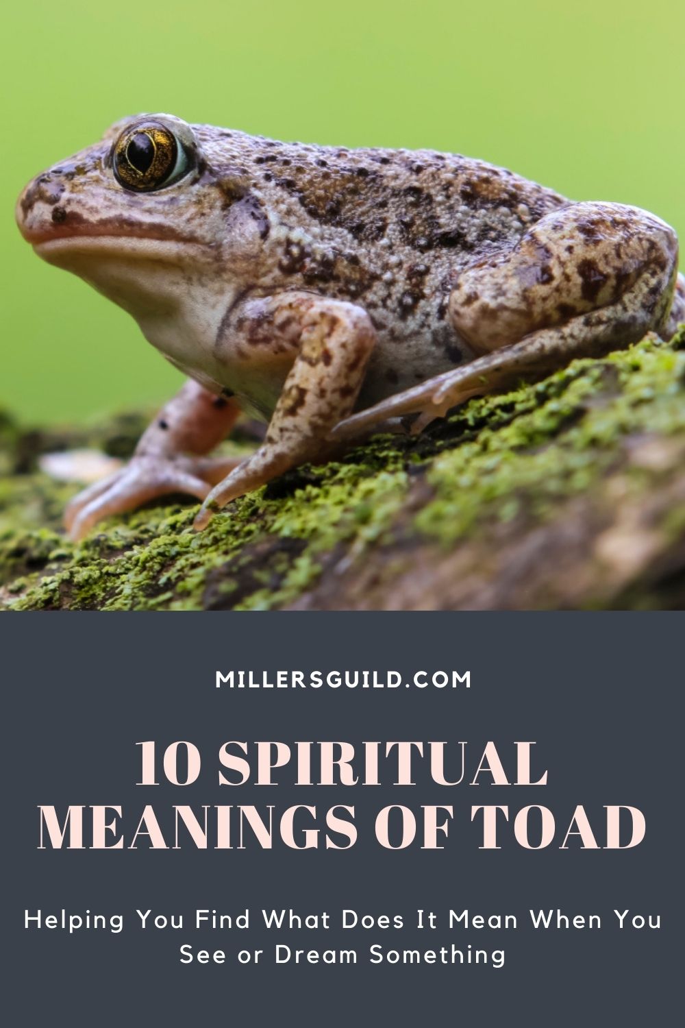 10 Spiritual Meanings of Toad 2