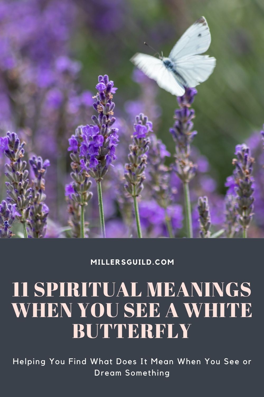 11 Spiritual Meanings When You See a White Butterfly 1