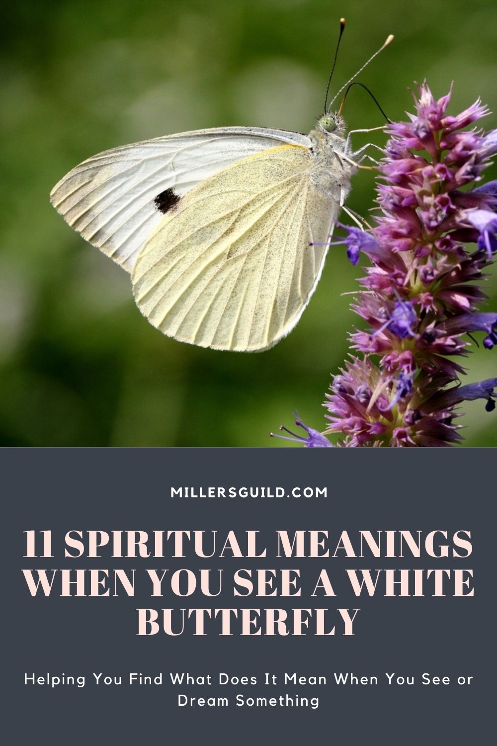 11 Spiritual Meanings When You See a White Butterfly 2