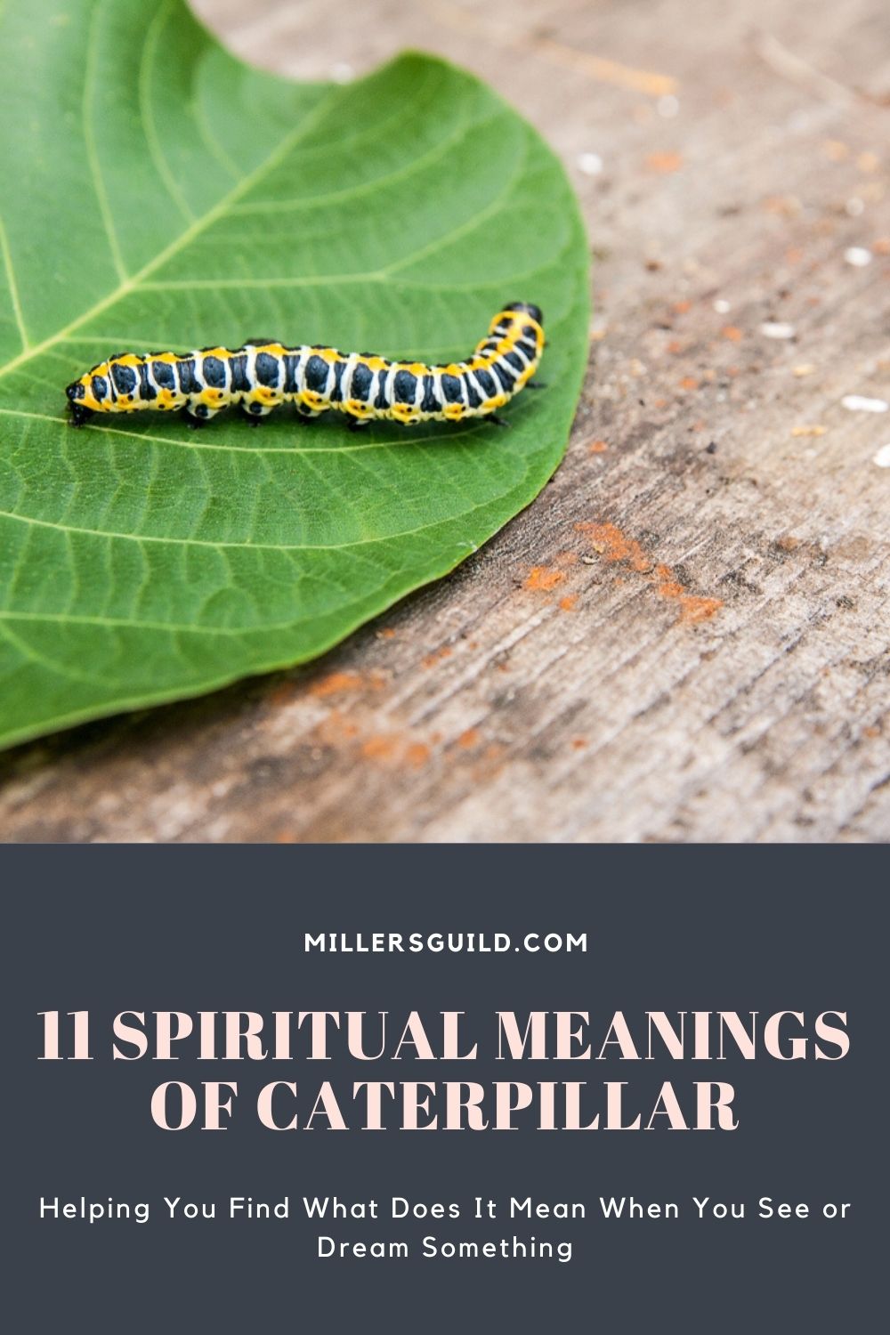 11 Spiritual Meanings of Caterpillar 1