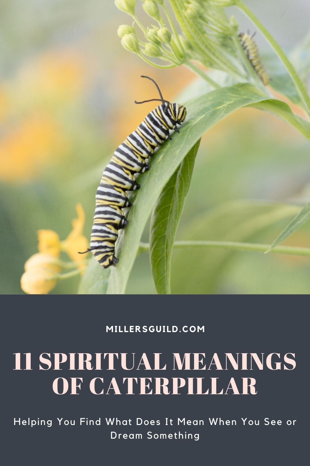 11 Spiritual Meanings of Caterpillar 2