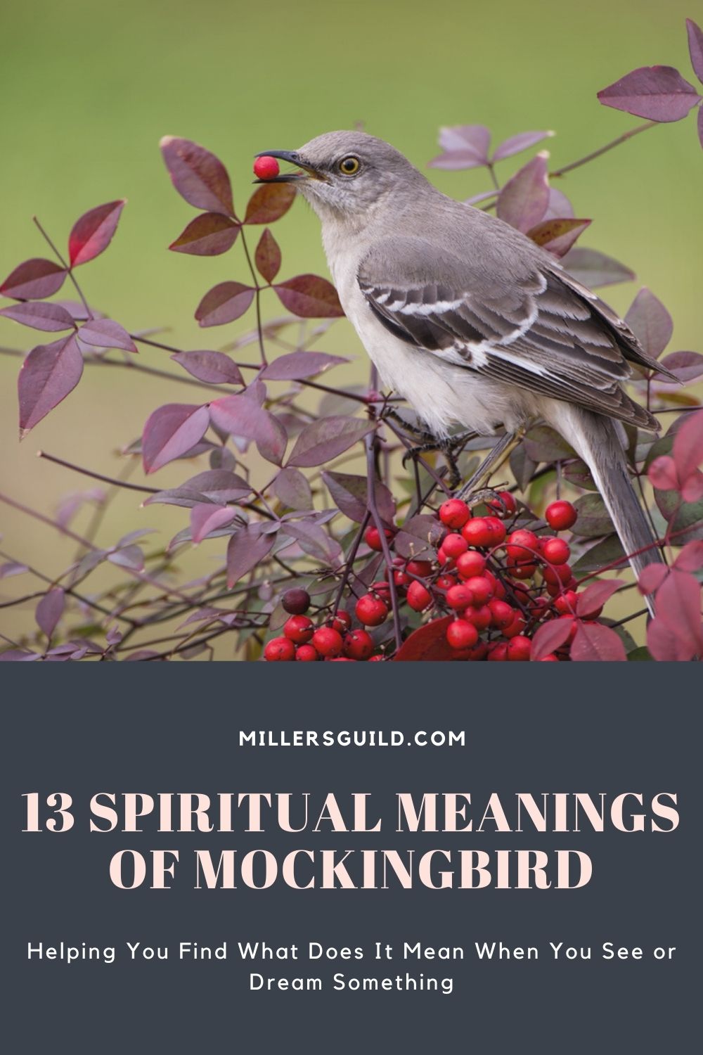 13 Spiritual Meanings of Mockingbird 1