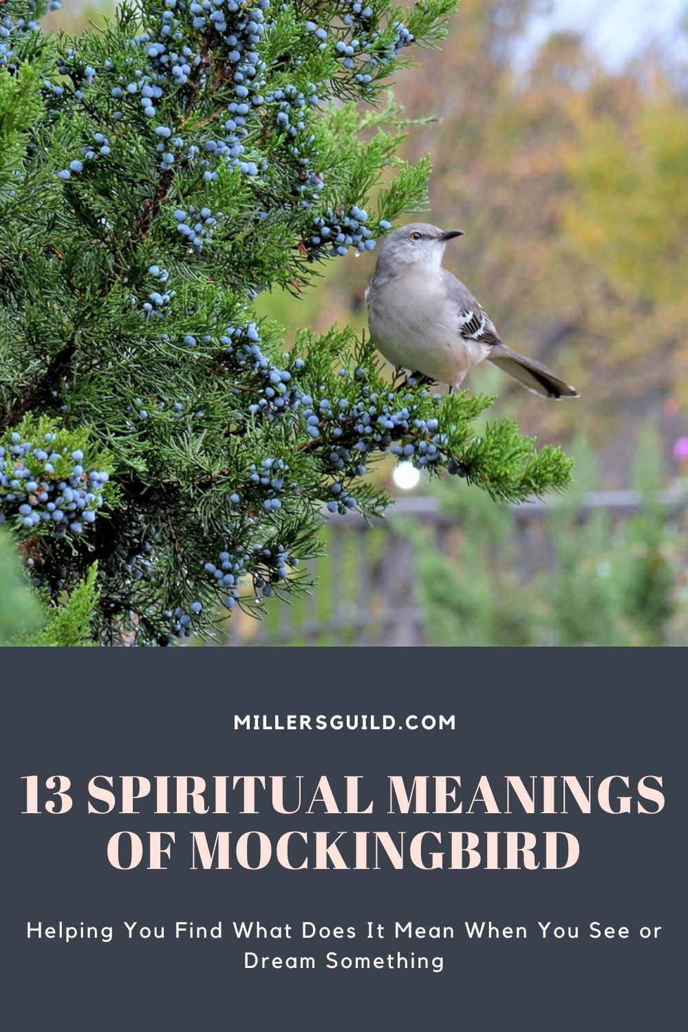 13 Spiritual Meanings of Mockingbird 2