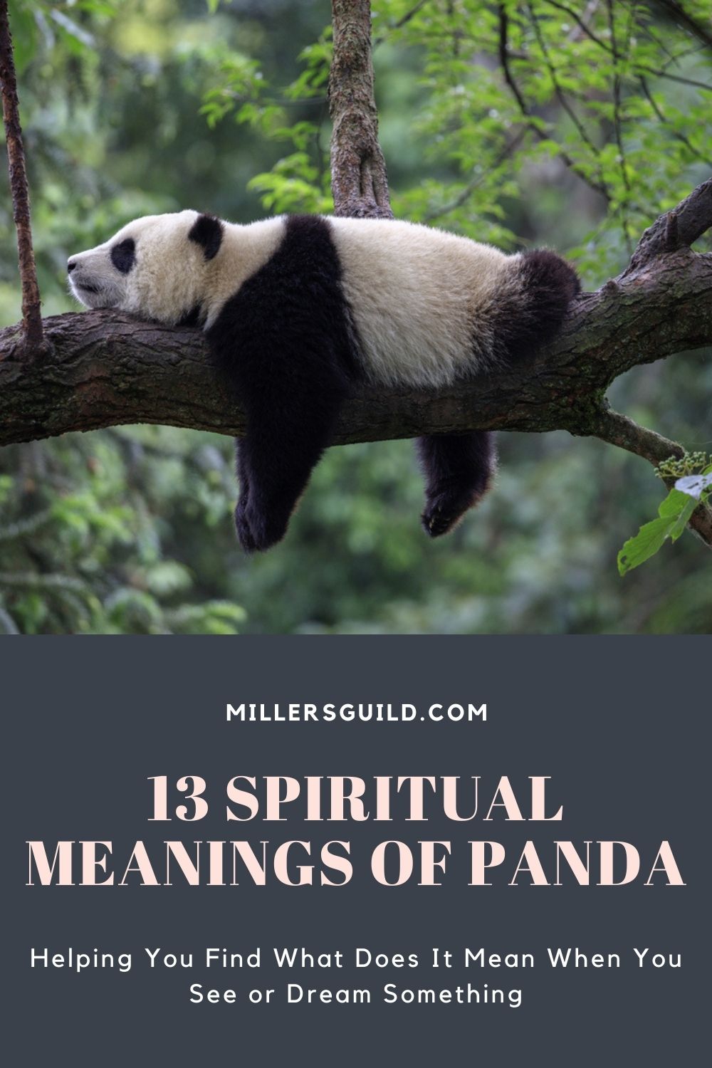 13 Spiritual Meanings of Panda 1