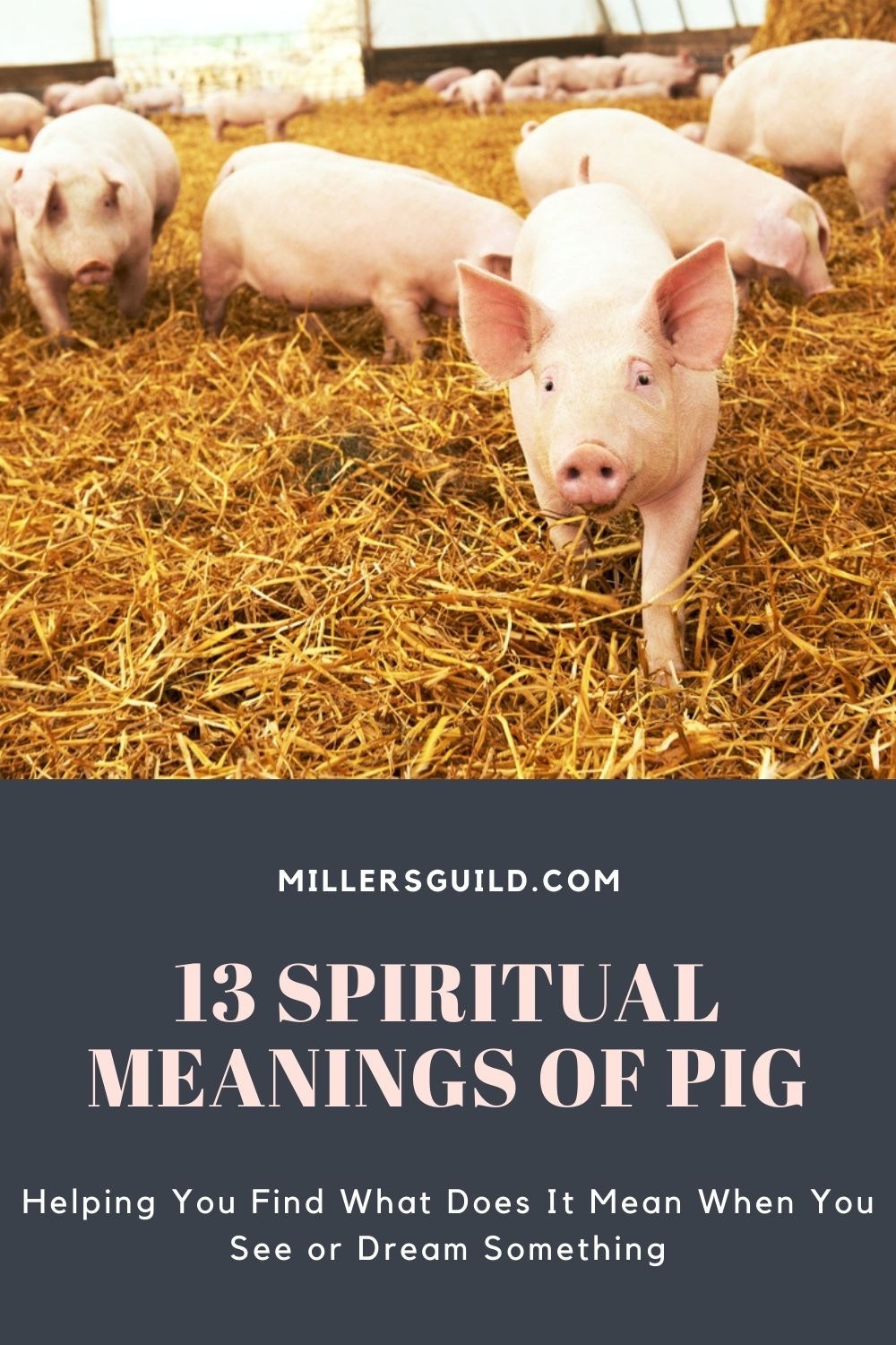 13 Spiritual Meanings of Pig 1