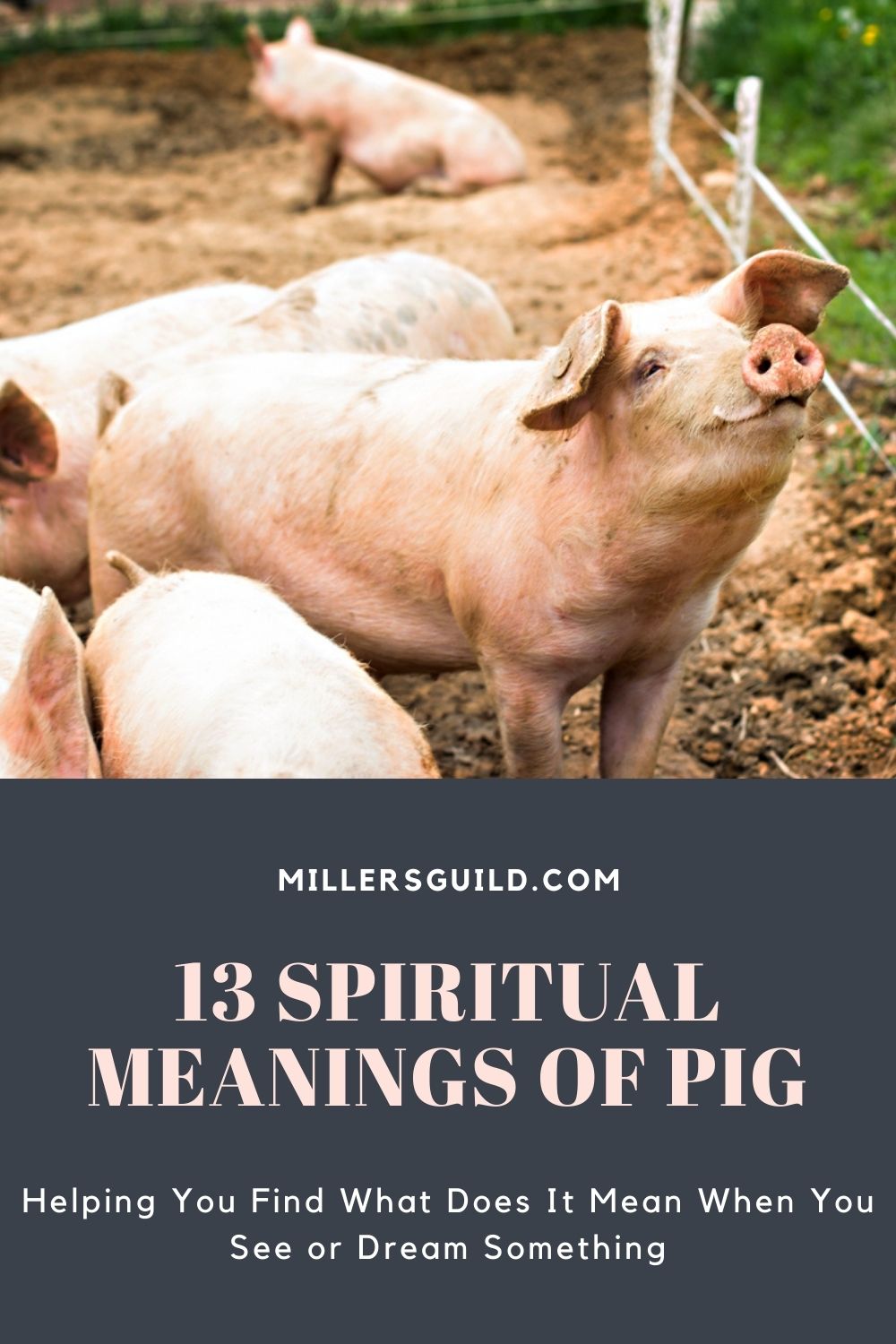 13 Spiritual Meanings of Pig 2