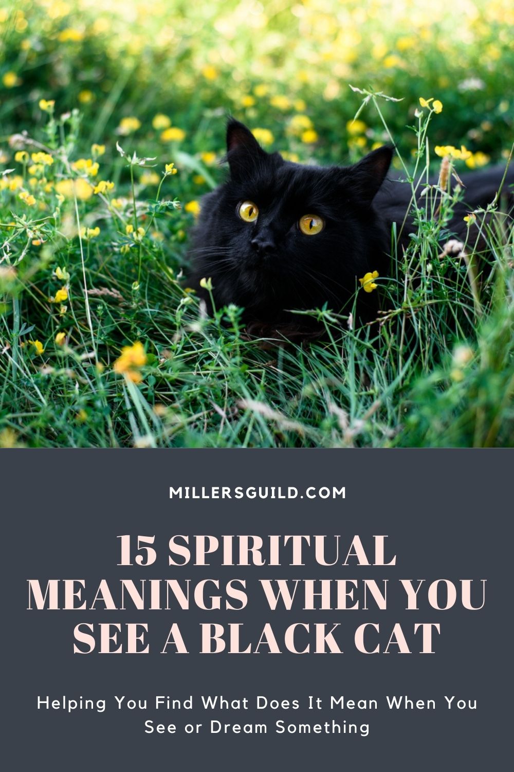 15 Spiritual Meanings When You See a Black Cat 1