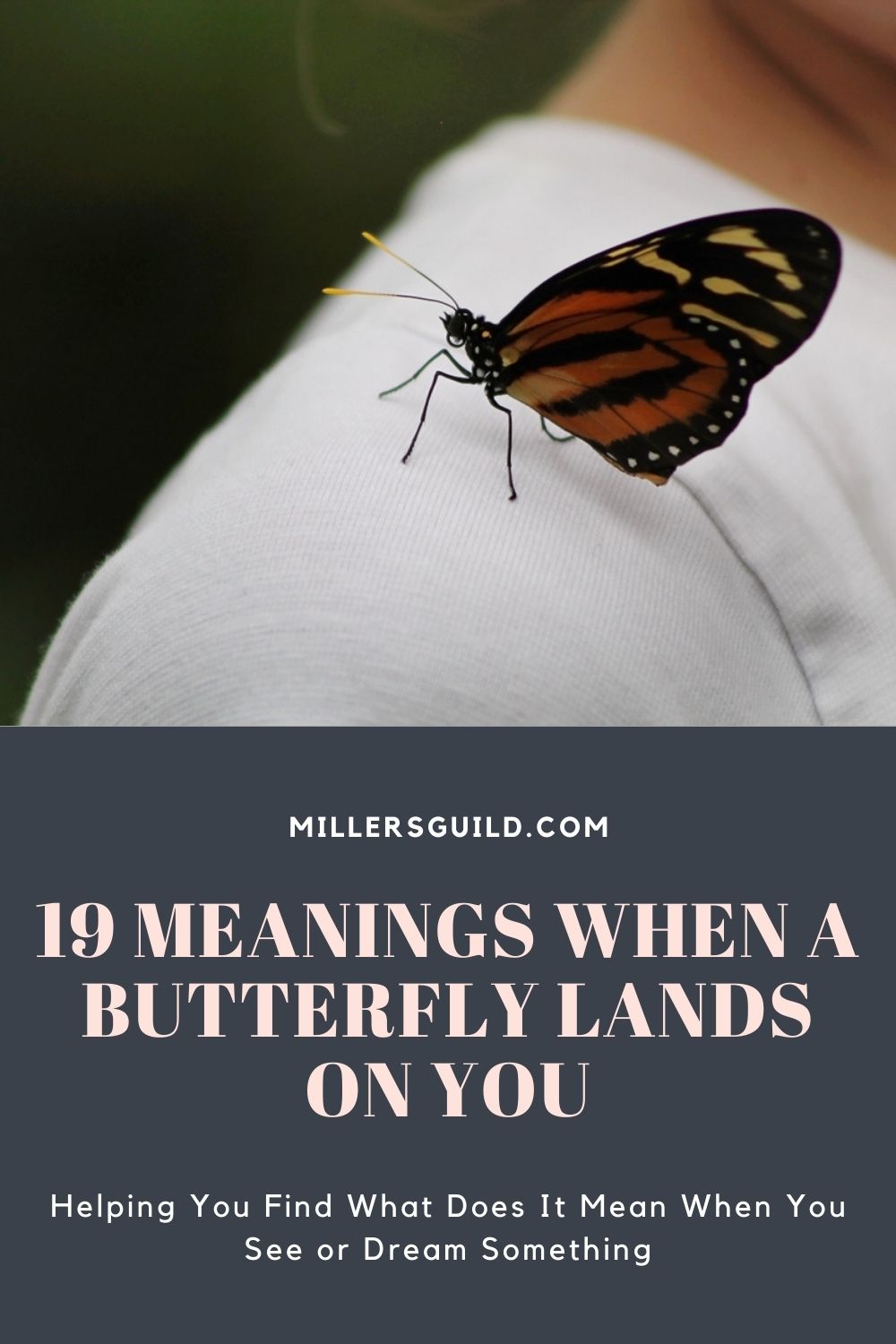 19 Meanings When A Butterfly Lands On You 1