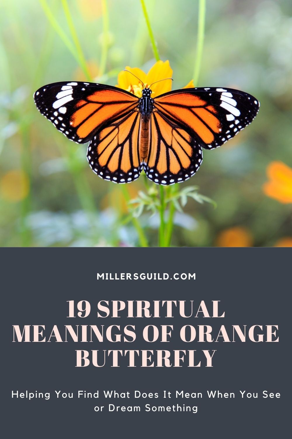 19 Spiritual Meanings of Orange Butterfly 1