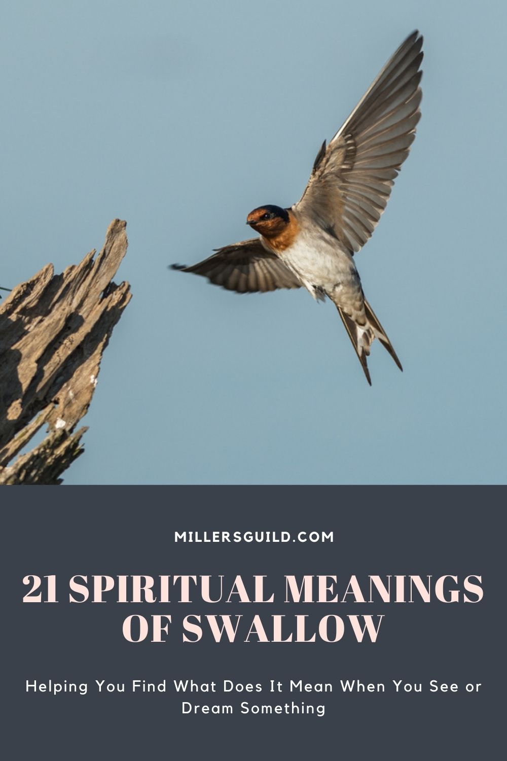 21 Spiritual Meanings of Swallow 1