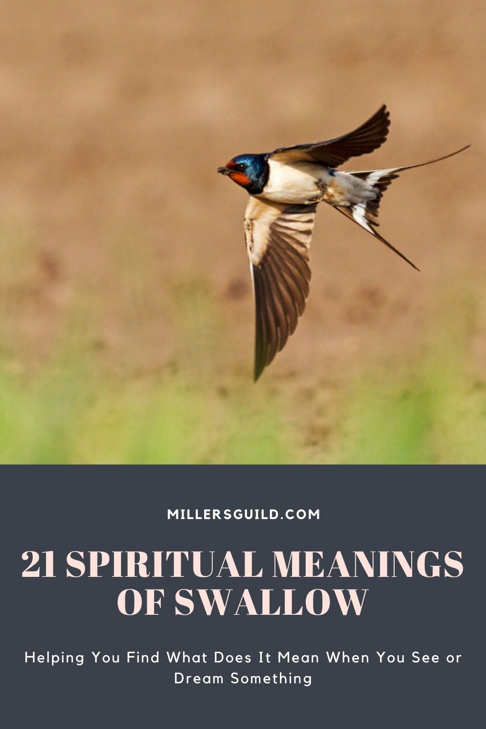 21 Spiritual Meanings of Swallow 2