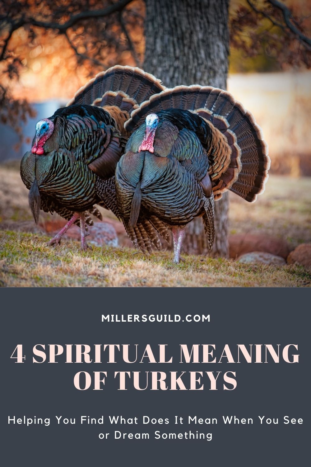4 Spiritual Meaning of Turkeys 1