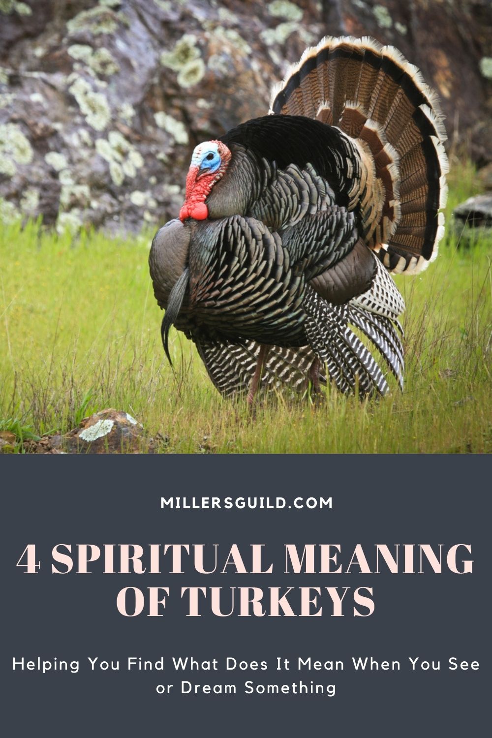 4 Spiritual Meaning of Turkeys 2