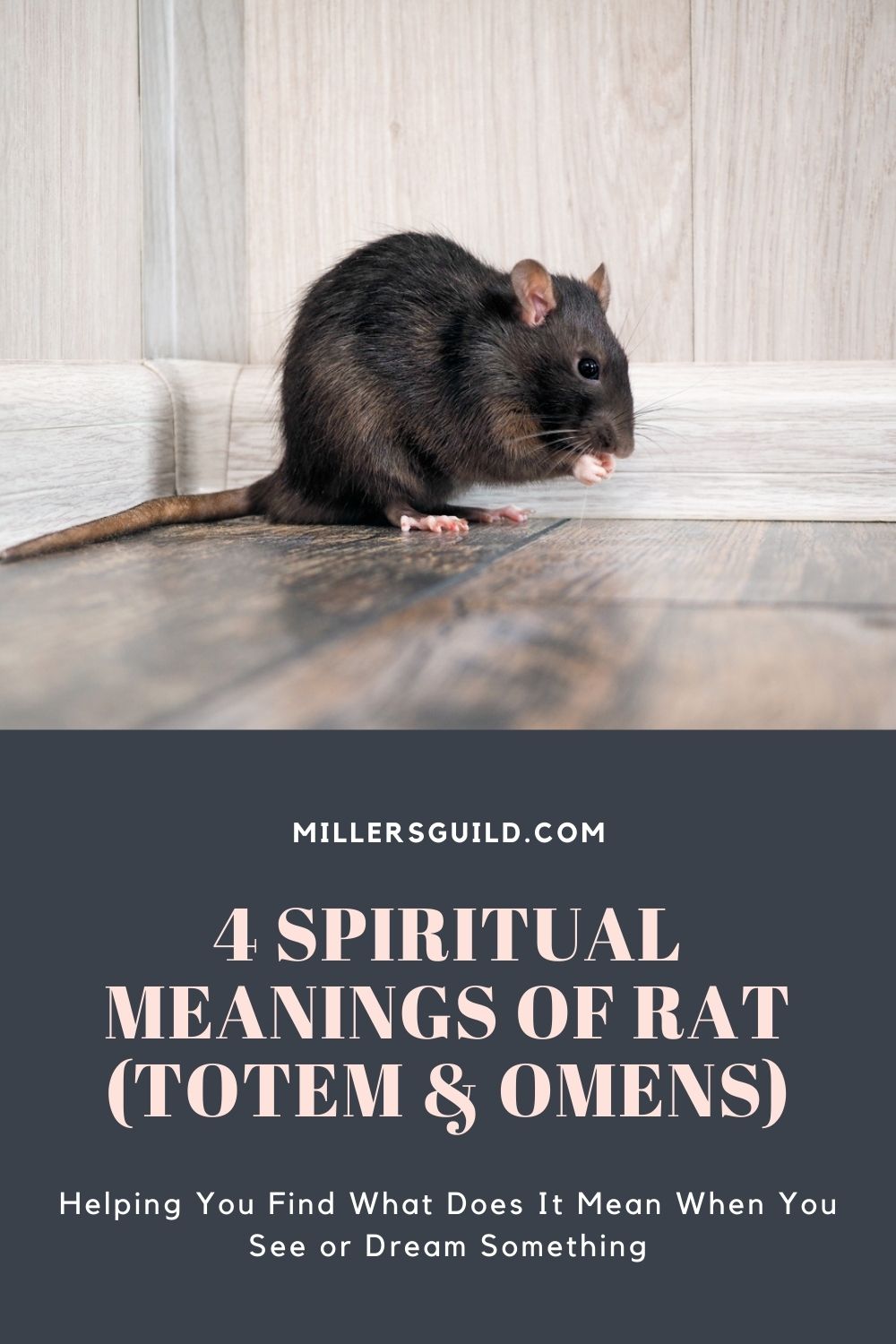 4 Spiritual Meanings of Rat (Totem & Omens) 1