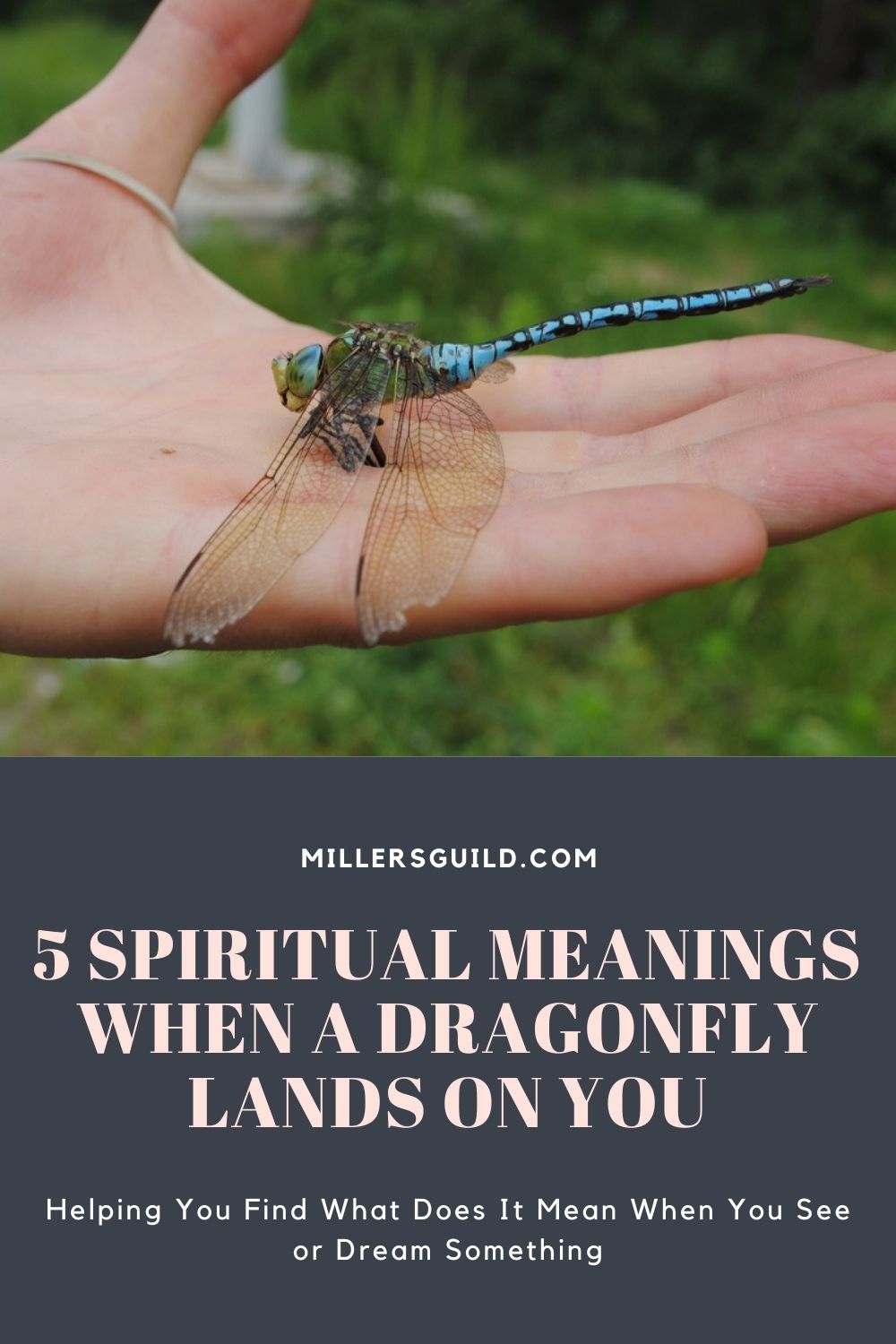 5 Spiritual Meanings When a Dragonfly Lands on You 1