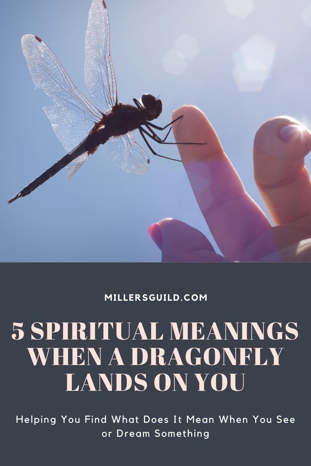 5 Spiritual Meanings When a Dragonfly Lands on You 2