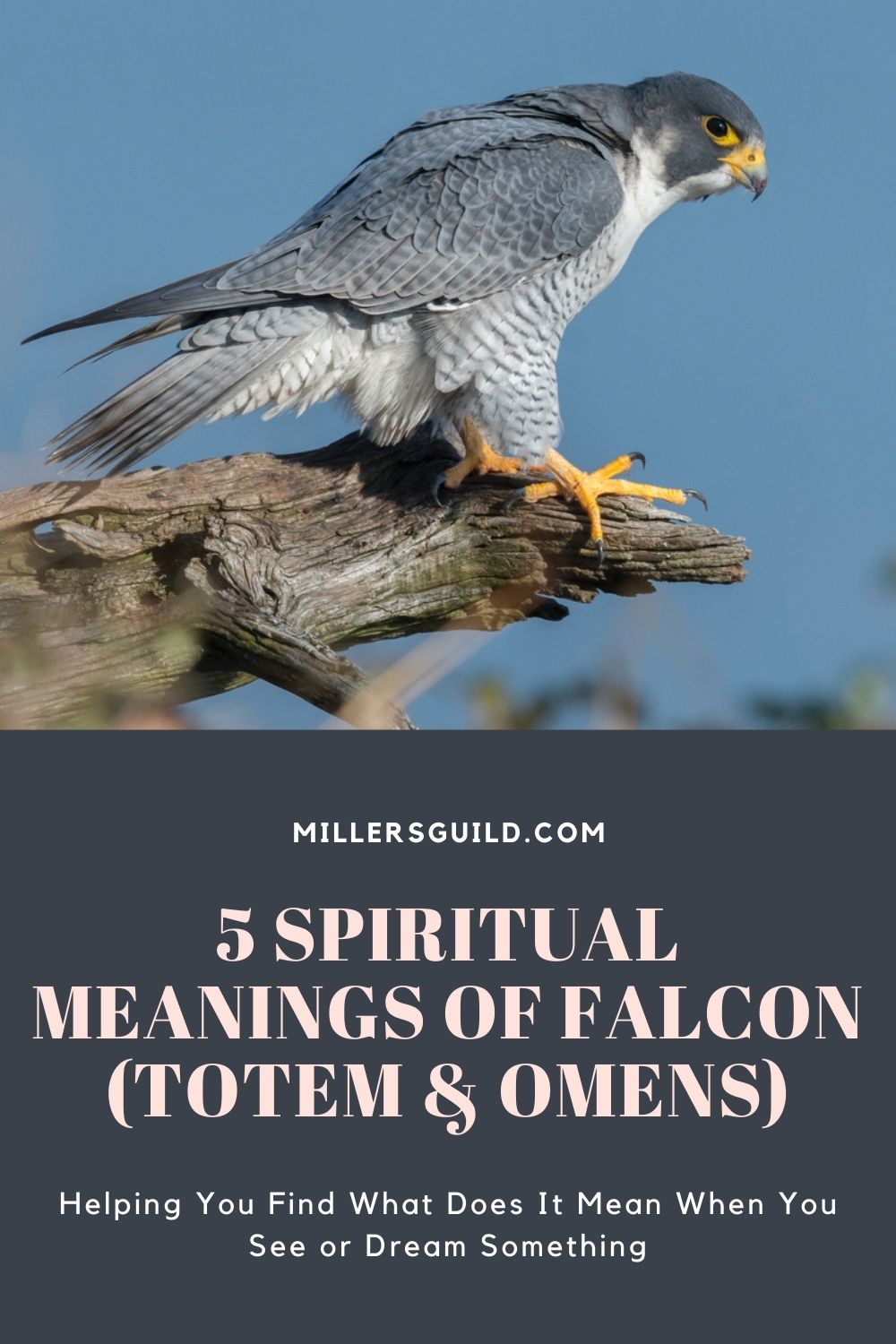 5 Spiritual Meanings of Falcon (Totem & Omens) 1