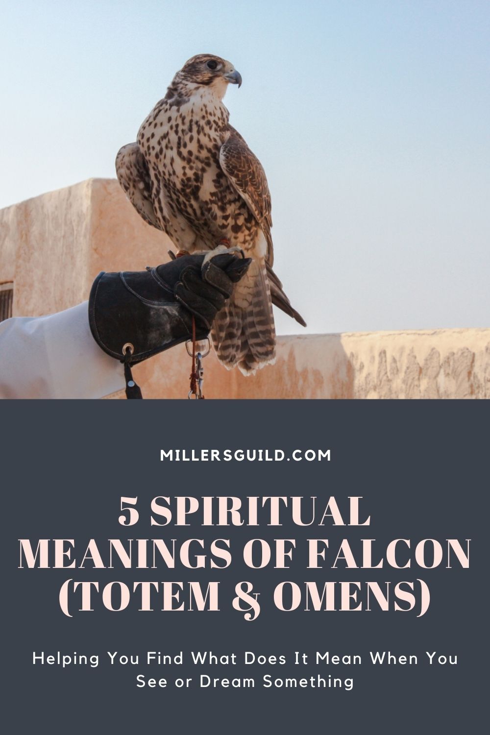 5 Spiritual Meanings of Falcon (Totem & Omens) 2