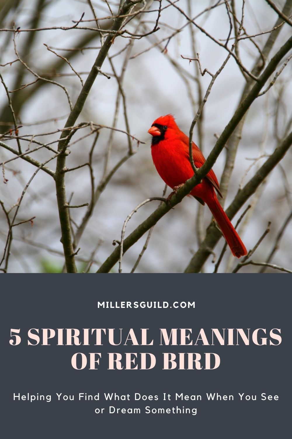 5 Spiritual Meanings of Red Bird 1
