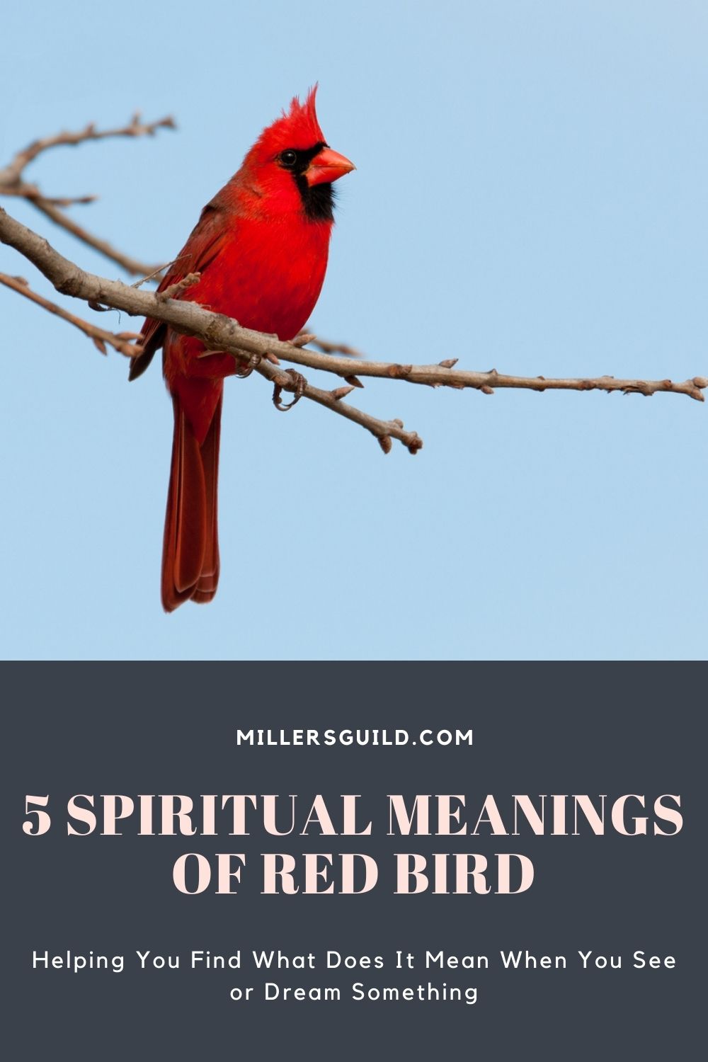 5 Spiritual Meanings of Red Bird 2