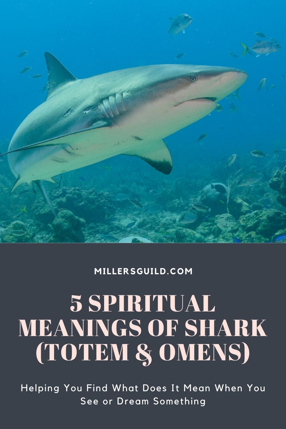 5 Spiritual Meanings of Shark (Totem & Omens) 1