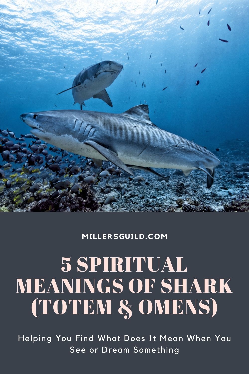 5 Spiritual Meanings of Shark (Totem & Omens) 2
