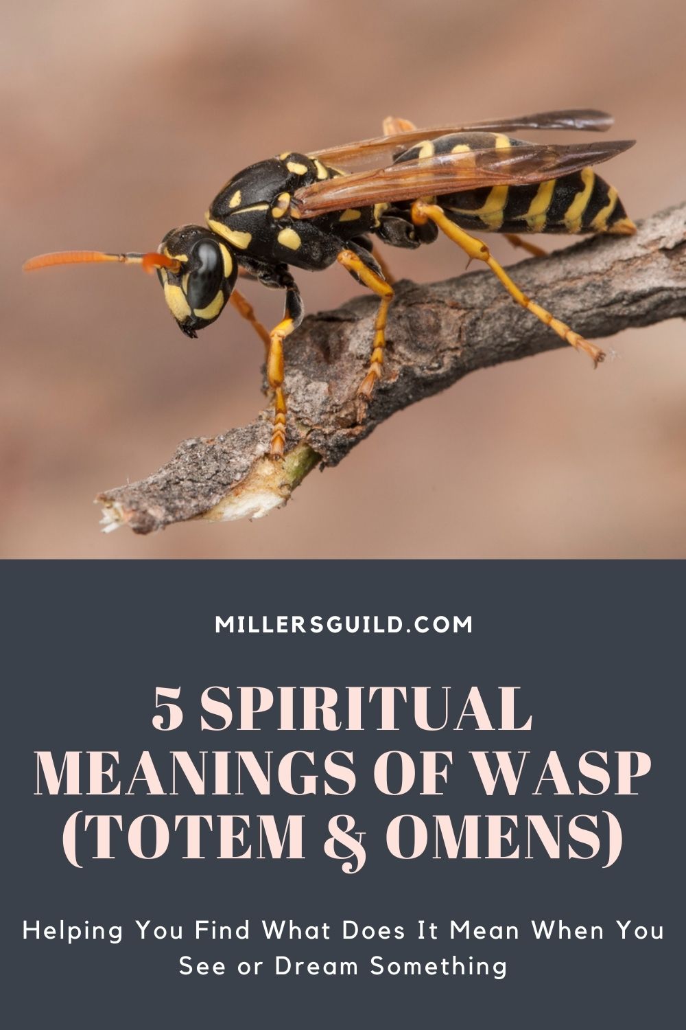 5 Spiritual Meanings of Wasp (Totem & Omens) 1