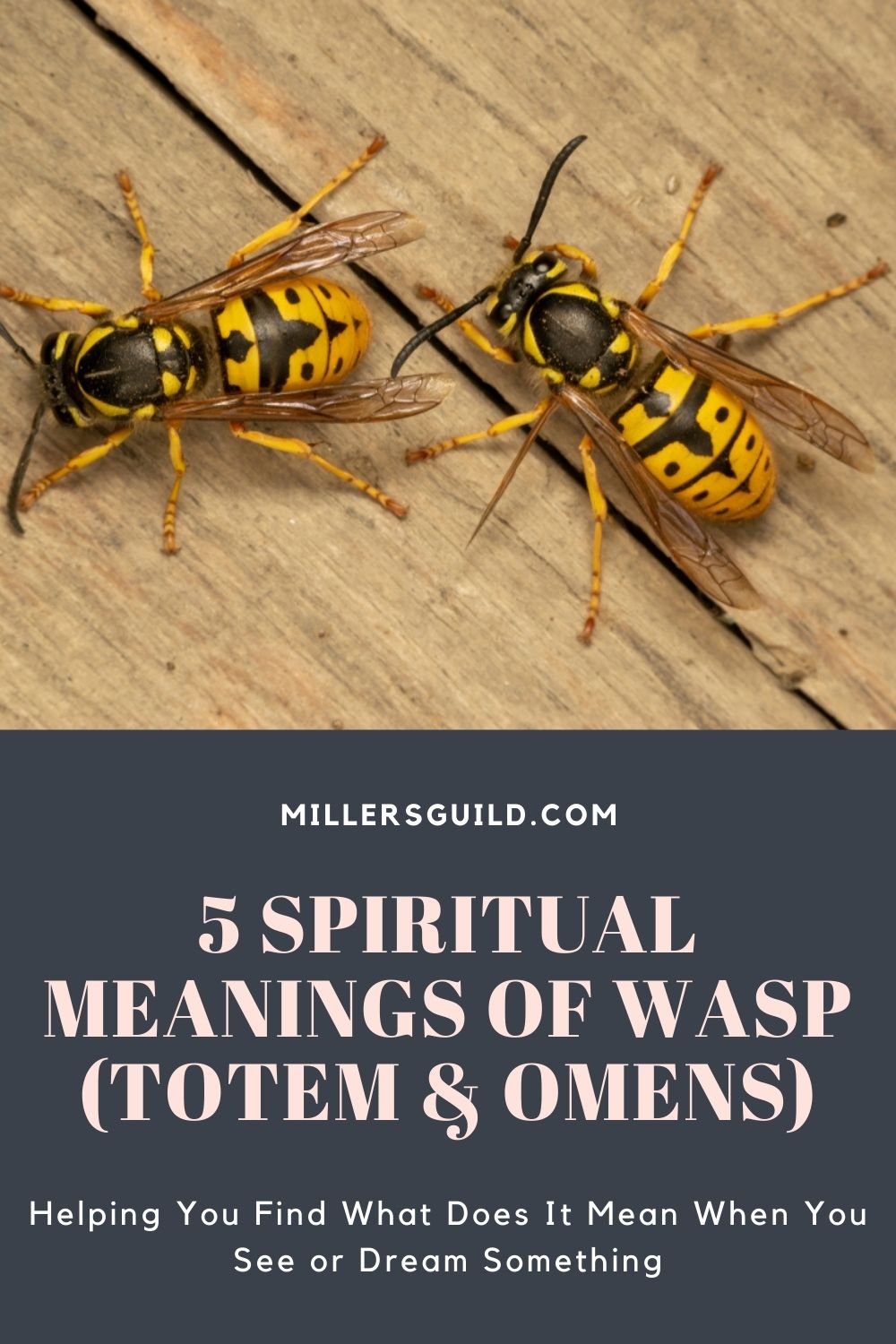 5 Spiritual Meanings of Wasp (Totem & Omens) 2