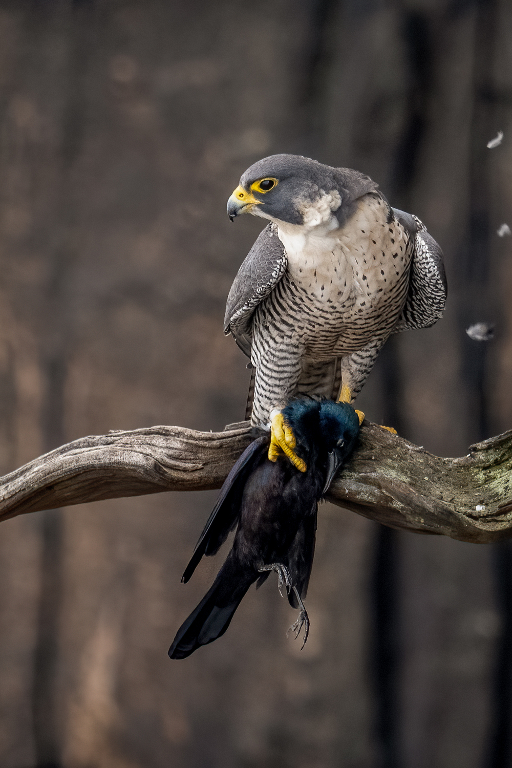 6 Common Dreams Relating Falcons and Their Interpretations