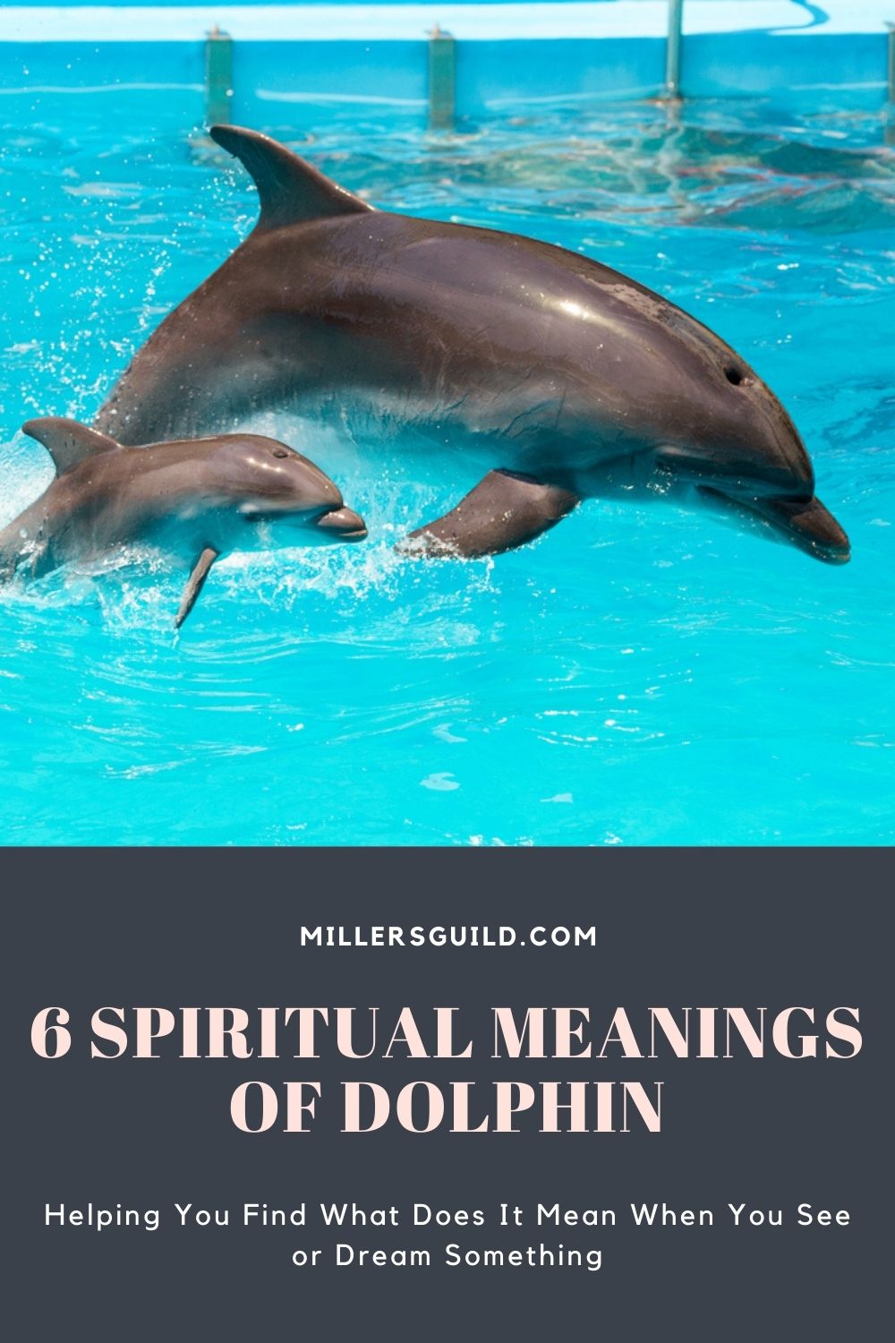 6 Spiritual Meanings of Dolphin 1