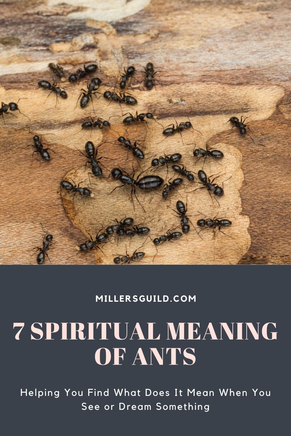 7 Spiritual Meaning of Ants