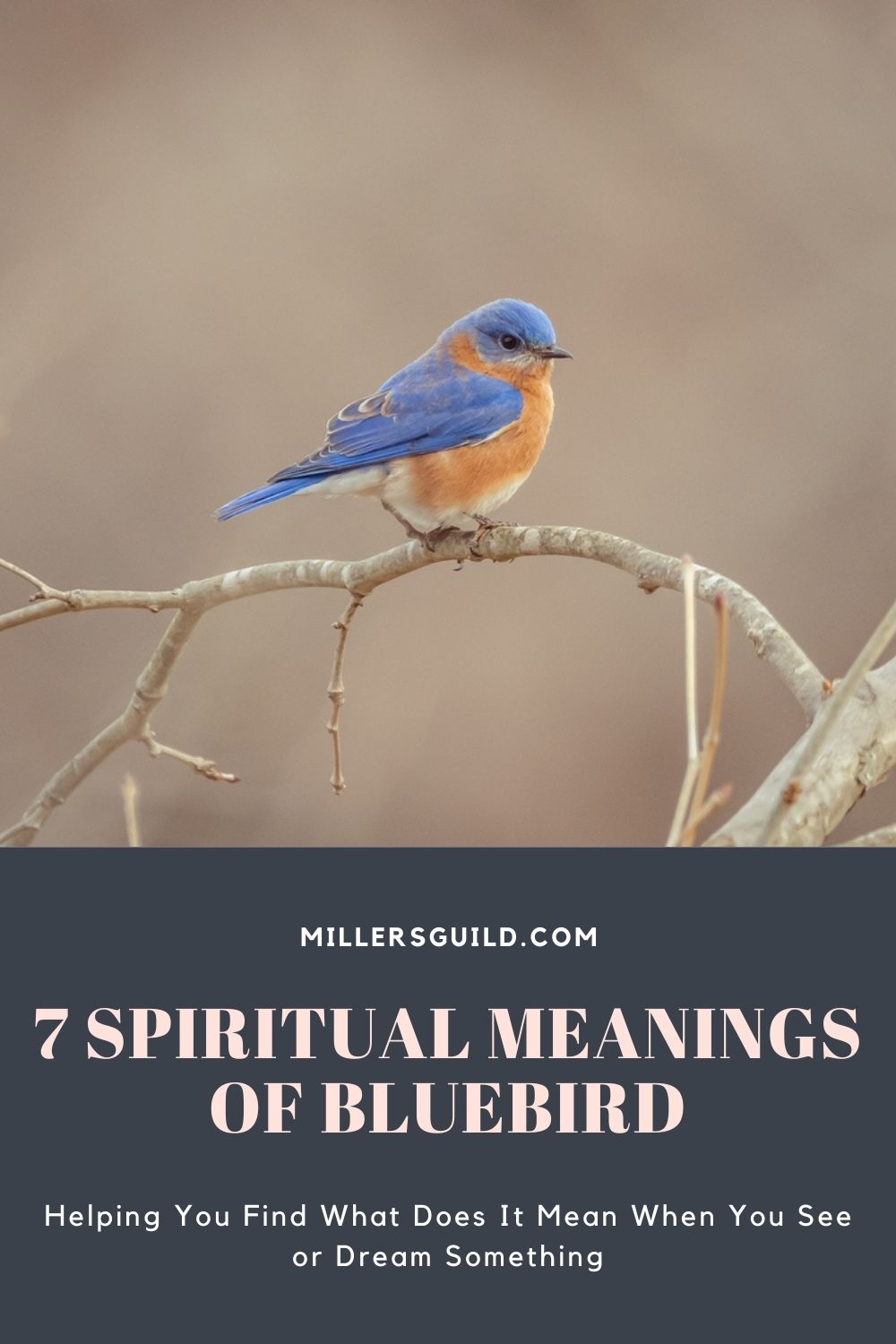 7 Spiritual Meanings of Bluebird 1
