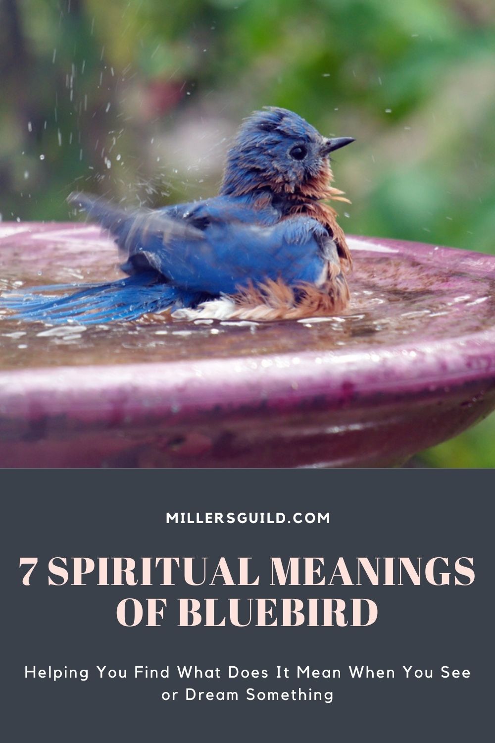 7 Spiritual Meanings of Bluebird 2