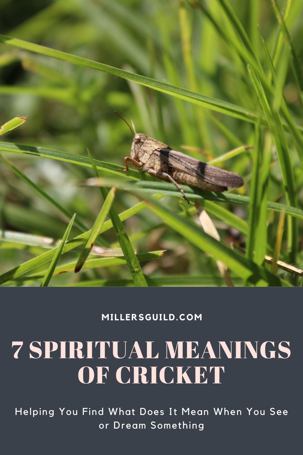 7 Spiritual Meanings of Cricket 1