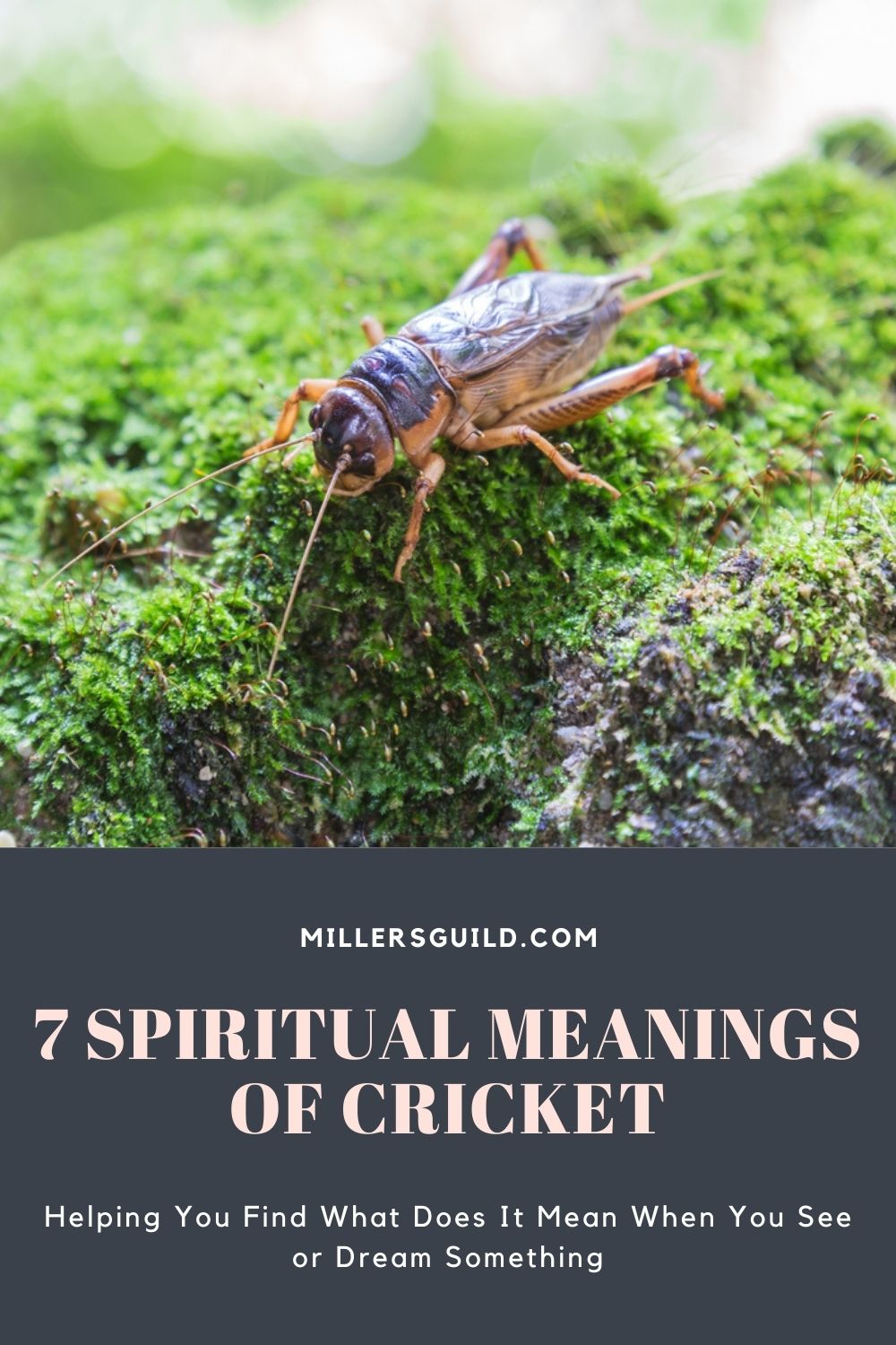 7 Spiritual Meanings of Cricket