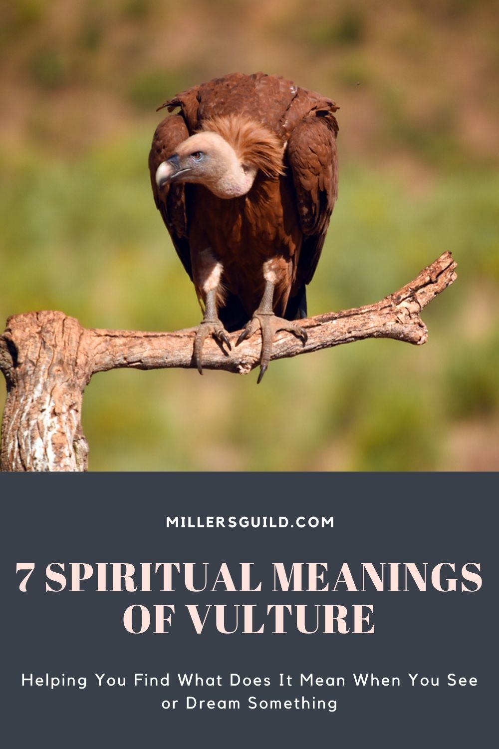 7 Spiritual Meanings of Vulture 1