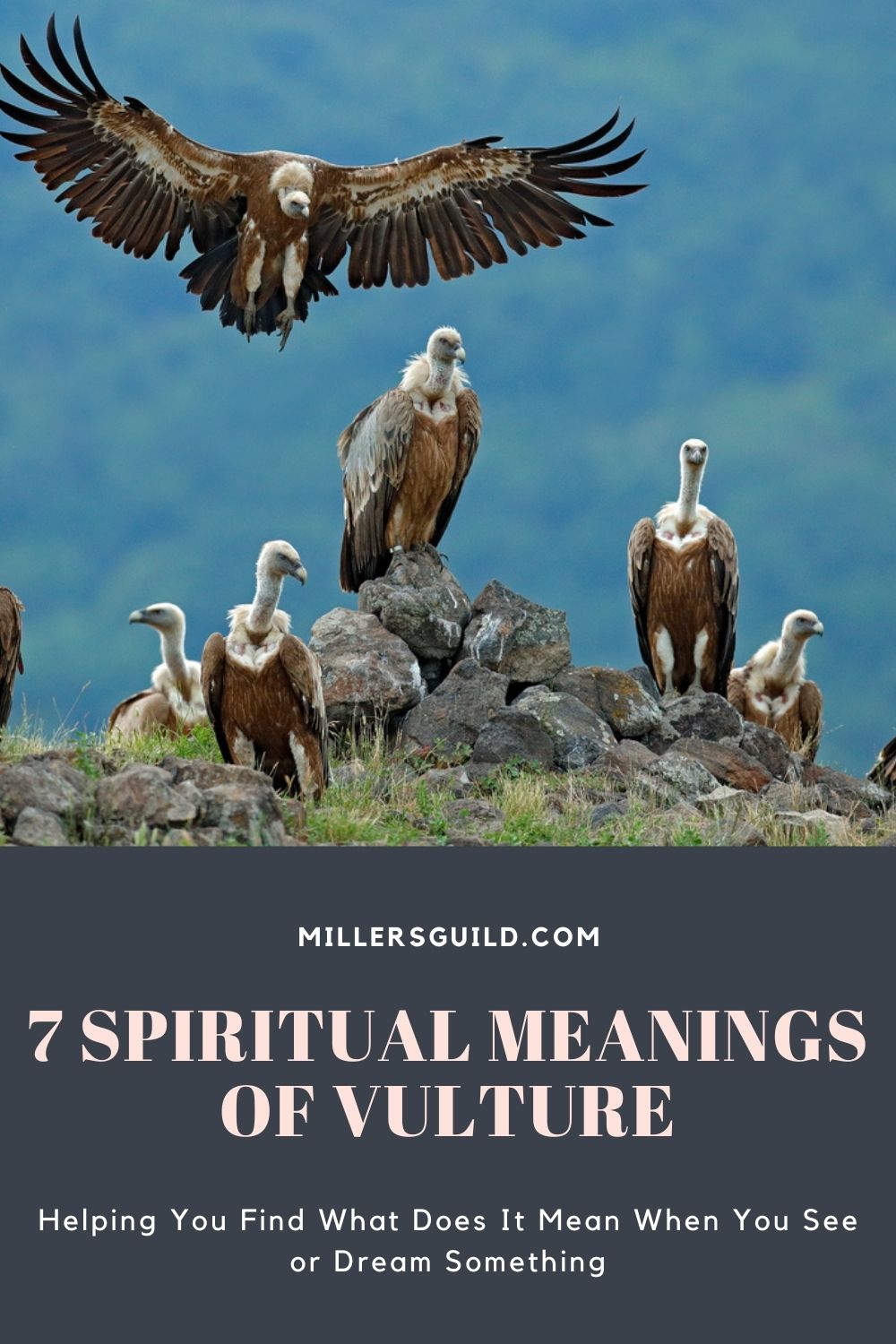 7 Spiritual Meanings of Vulture 2