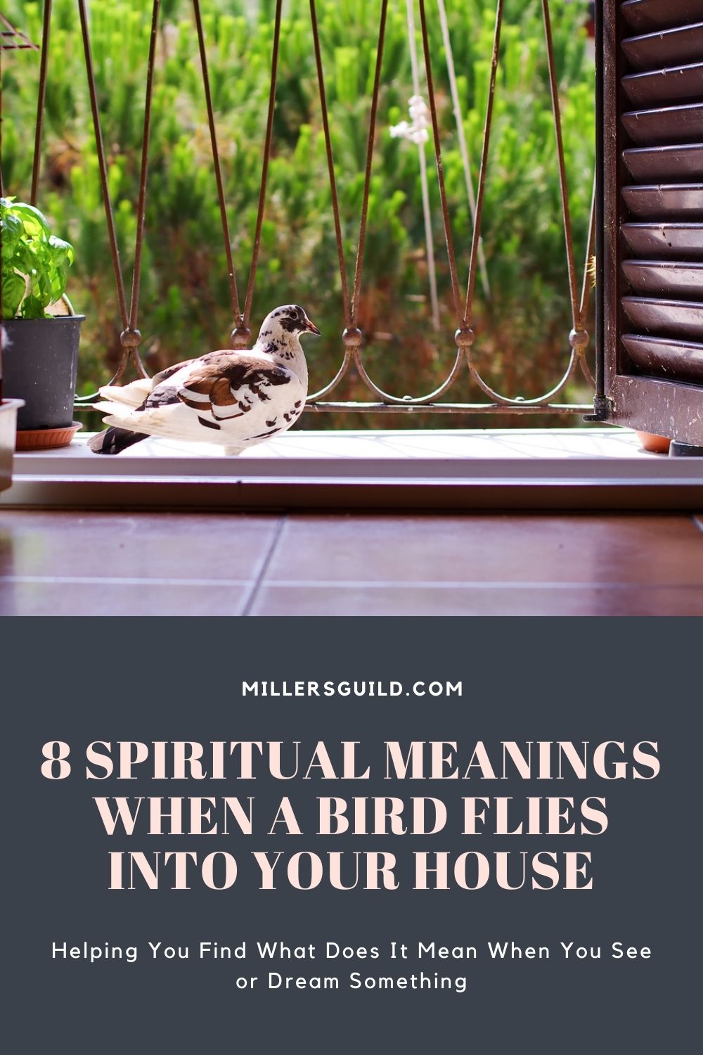 8 Spiritual Meanings When A Bird Flies Into Your House 3