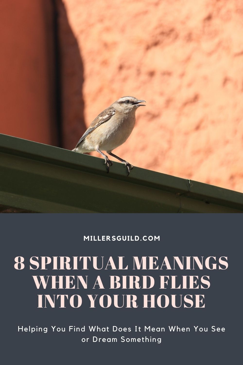 8 Spiritual Meanings When A Bird Flies Into Your House 4