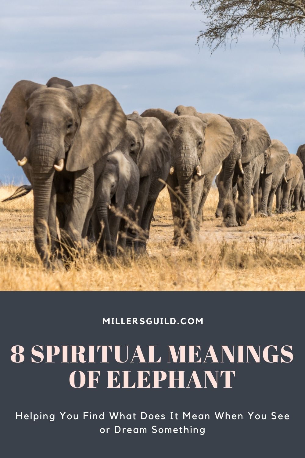 8 Spiritual Meanings of Elephant 1