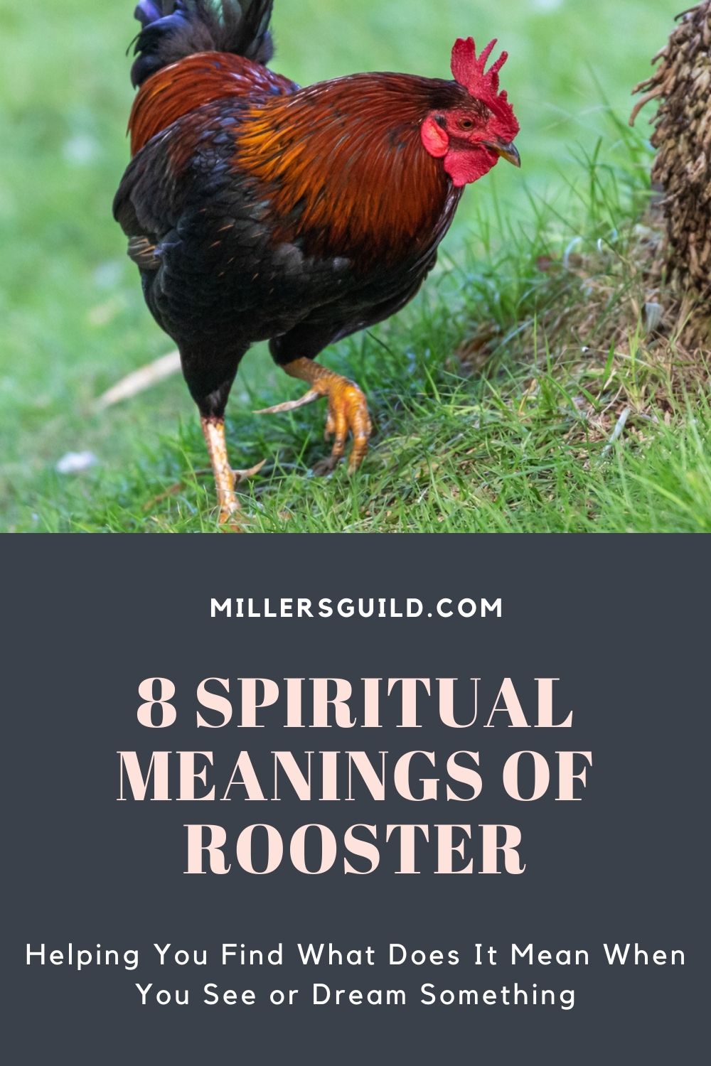 8 Spiritual Meanings of Rooster 2