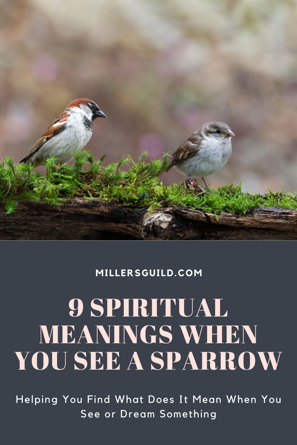 9 Spiritual Meanings When You See a Sparrow 1