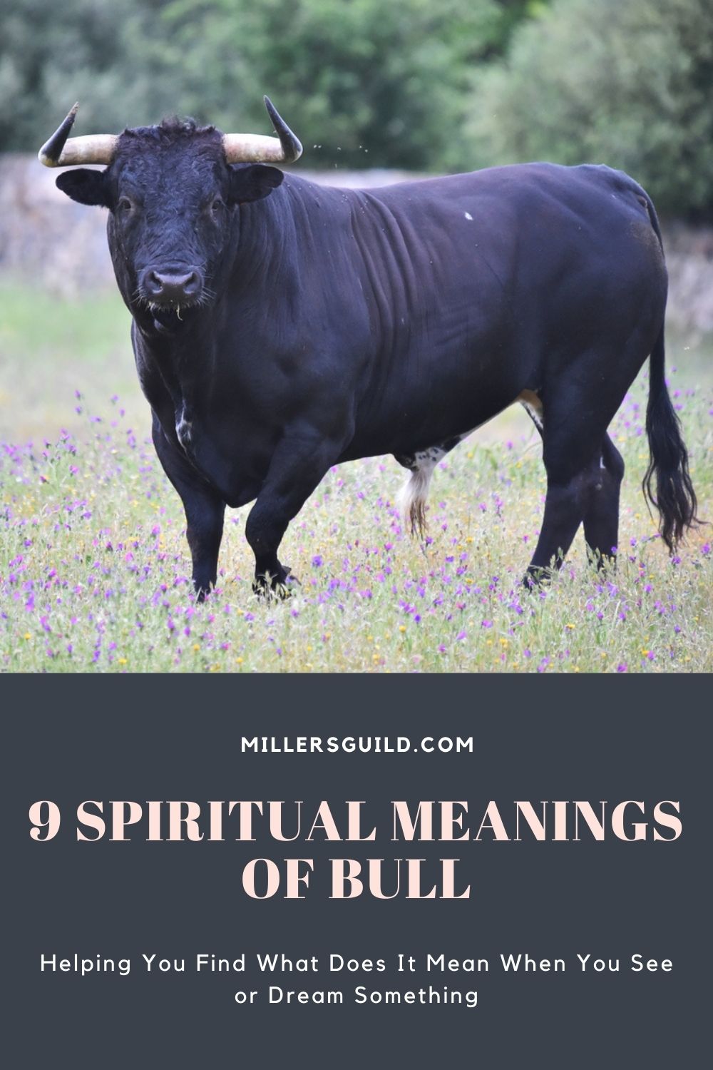 9 Spiritual Meanings of Bull 1